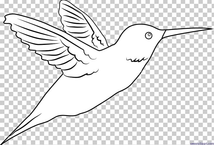 Hummingbird Drawing PNG, Clipart, Animals, Annas Hummingbird, Art, Artwork, Beak Free PNG Download