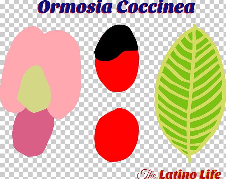 Ormosia Coccinea Seed Abrus Precatorius Plants PNG, Clipart, Bean, Circle, Drawing, Flower, Fruit Free PNG Download