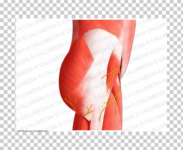 Pelvis Anatomy Nerve Muscle Hip PNG, Clipart, Abdomen, Active Undergarment, Anatomy, Arm, Elbow Free PNG Download