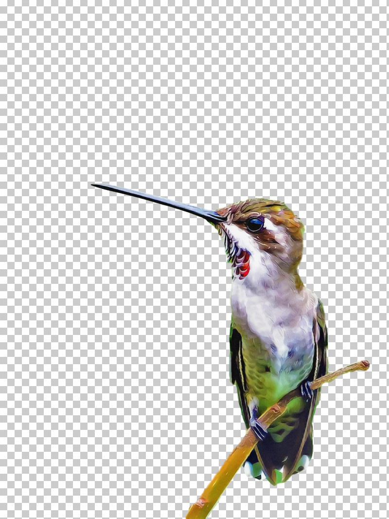 Bird PNG, Clipart, Beak, Bird, Coraciiformes, Hummingbird, Perching Bird Free PNG Download