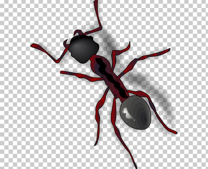 Ant Insect Portable Network Graphics GIF PNG, Clipart, Animals, Ant, Arthropod, Black Garden Ant, Insect Free PNG Download