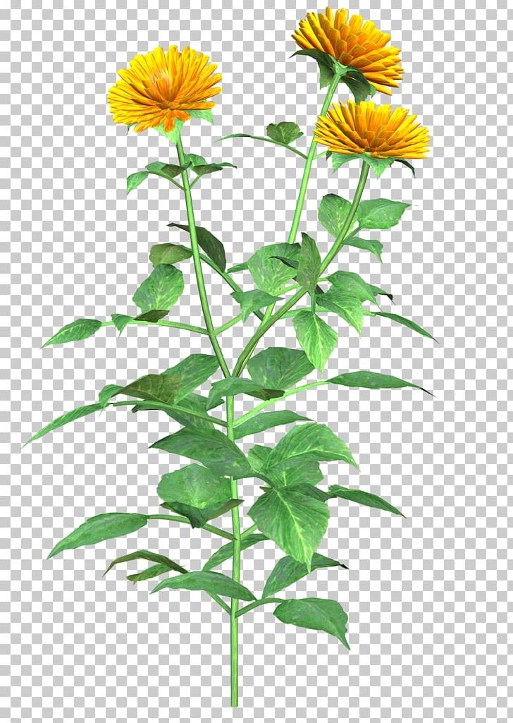 Art Blog PNG, Clipart, Annual Plant, Art, Blog, Coneflower, Dahlia Free PNG Download