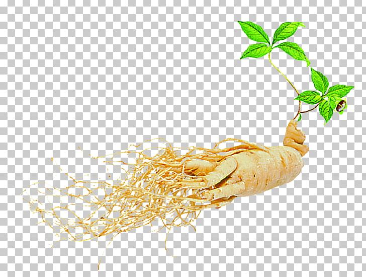Asian Ginseng American Ginseng Dietary Supplement Seed Extract PNG, Clipart, Asian Ginseng, Dig, Digging, Free Logo Design Template, Herb Free PNG Download