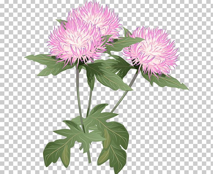 Flower Thistle PNG, Clipart, Annual Plant, Aster, Chrysanths, Clip Art, Cut Flowers Free PNG Download