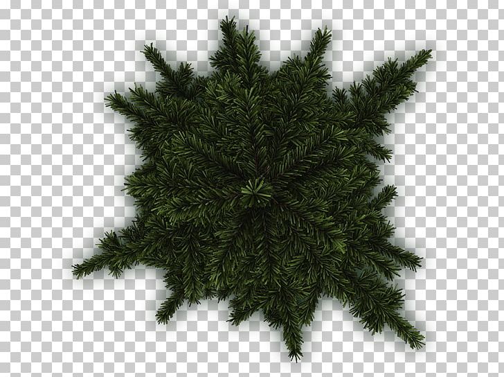 Spruce Pine Fir Evergreen Tree PNG, Clipart, Branch, Christmas Decoration, Christmas Tree, Com, Conifer Free PNG Download