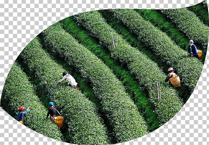 Ethical Tea Partnership Sustainability Tea Plant Economic Development PNG, Clipart, Agriculture, Crop, Economic Development, Evergreen, Fair Trade Free PNG Download