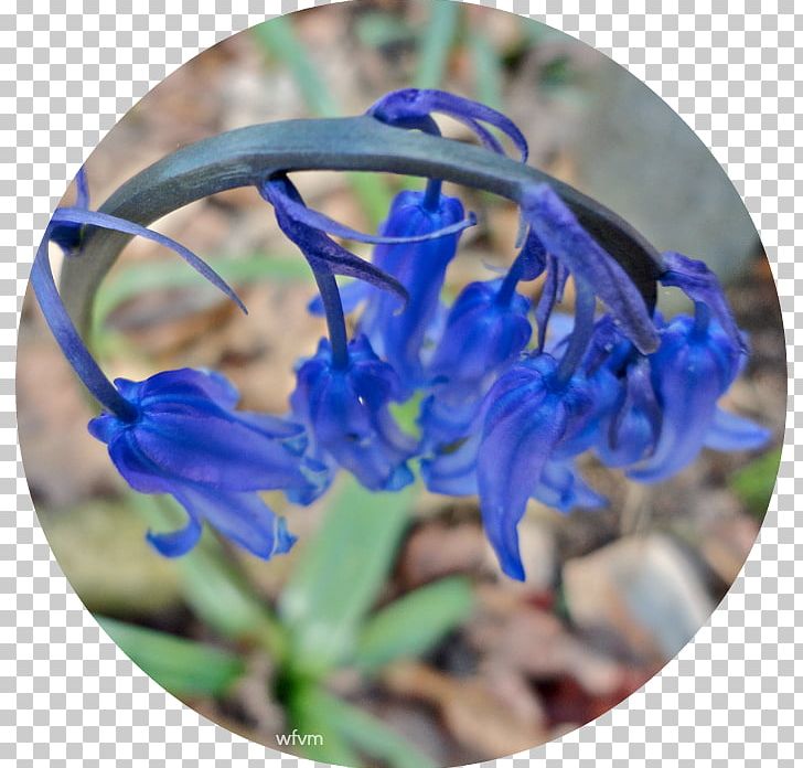 Larkspur Wildflower PNG, Clipart, Blue, Bluebells, Cobalt Blue, Delphinium, Flora Free PNG Download