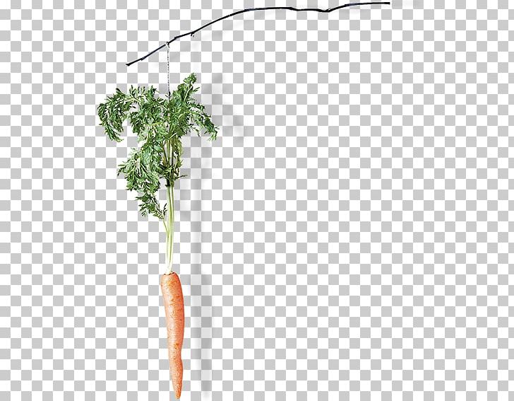 Plant Stem PNG, Clipart, Branch, Carrot, Carrot Creative, Creative, Plant Free PNG Download