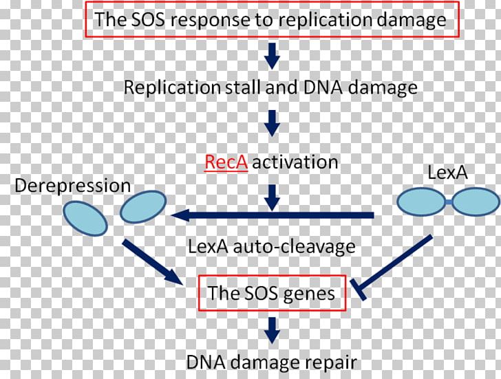 SOS Response DNA Repair RecA Biology E. Coli PNG, Clipart, Angle, Bacteria, Biology, Blue, Brand Free PNG Download