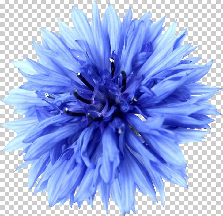 Stock Photography Cornflower Blue Flower PNG, Clipart, Aster, Blue, Blue Flower, Chrysanths, Color Free PNG Download