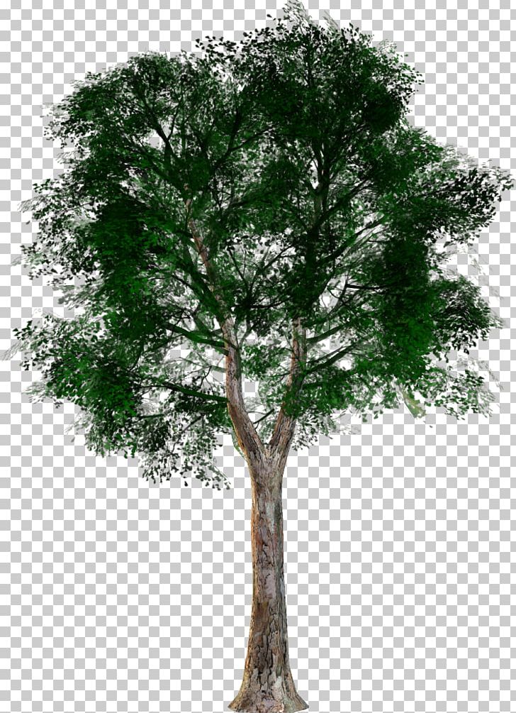 Tree Forest Oak PNG, Clipart, 2016, Agac, Branch, Dere, Dere Resimleri Free PNG Download