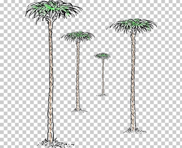 Asian Palmyra Palm Jade Plant Tree Branch PNG, Clipart, Arecaceae, Arecales, Asian Palmyra Palm, Bonsai, Borassus Flabellifer Free PNG Download