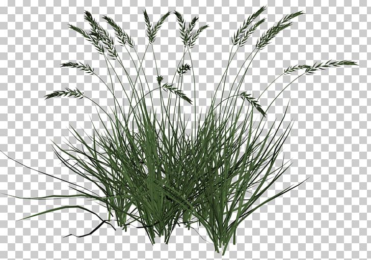 Ornamental Grass Grasses Lawn PNG, Clipart, Clip Art, Commodity, Computer Icons, Grass, Grasses Free PNG Download