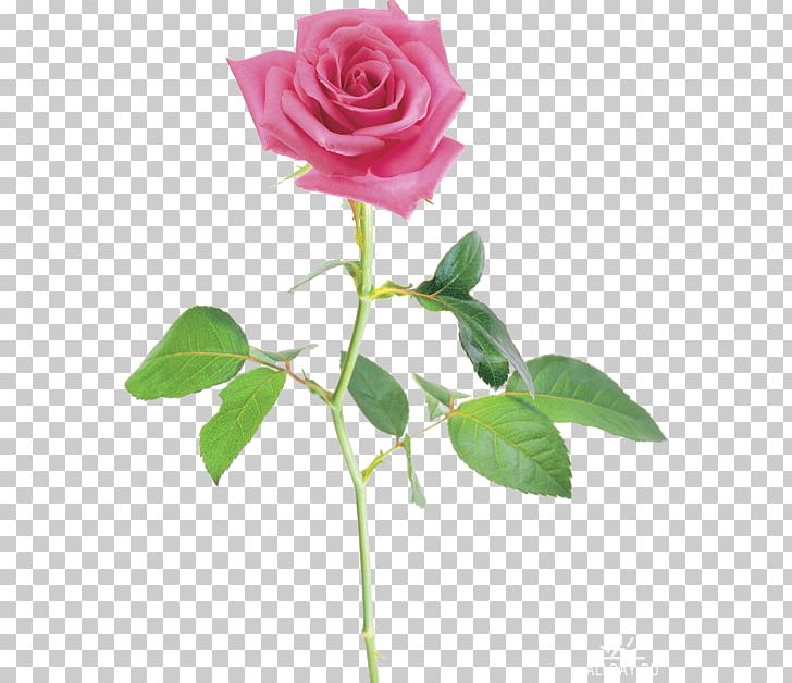 Beach Rose China Rose Petal Flower Multiflora Rose PNG, Clipart, Artificial Flower, Beach Rose, Branch, China Rose, Floribunda Free PNG Download