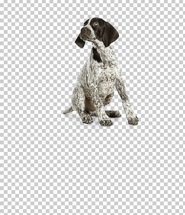 German Shorthaired Pointer German Wirehaired Pointer Labrador Retriever Puppy Dog Breed PNG, Clipart, Animals, Brac, Dog, Dog Breed, Dog Clothes Free PNG Download