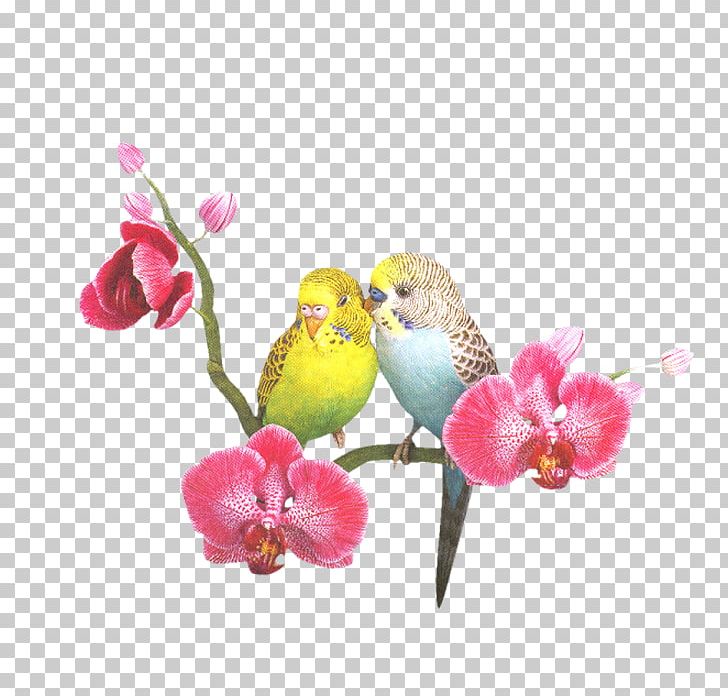 Lovebird Cockatoo Budgerigar Cockatiel PNG, Clipart, Beak, Bird, Bird Cage, Birds, Blossom Free PNG Download
