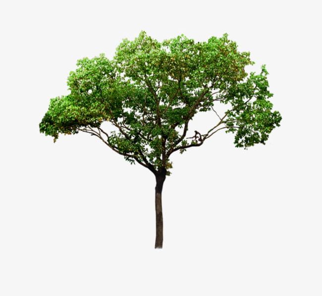Plant Trees Landscaping PNG, Clipart, Garden, Greening, Landscaping Clipart, Plant, Plant Clipart Free PNG Download