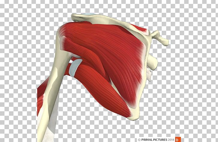 Shoulder Infraspinatus Muscle Supraspinatus Muscle Tendinopathy Subscapularis Muscle PNG, Clipart, Anatomy, Biceps, Brachialis Muscle, Clinical Neurophysiology, Friend Free PNG Download