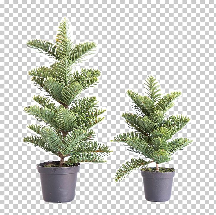 Spruce English Yew Fir Pine Evergreen PNG, Clipart, Christmas, Christmas Tree, Conifer, Cypress, Cypress Family Free PNG Download