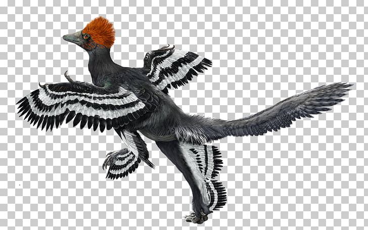 Origin Of Birds Anchiornis Archaeopteryx Microraptor PNG, Clipart, Animals, Archaeopteryx, Beak, Bilim, Bird Free PNG Download