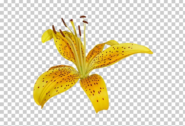 Petal Plant Stem Cut Flowers PNG, Clipart, Blossom, Branch, Cut Flowers, Flora, Flower Free PNG Download