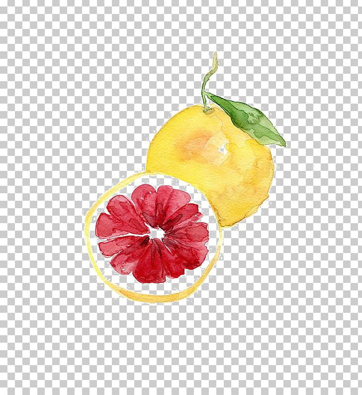 Watercolor Painting Art Drawing Fruit PNG, Clipart, Citrus, Color, Food, Fruit Nut, Grapefruit Free PNG Download