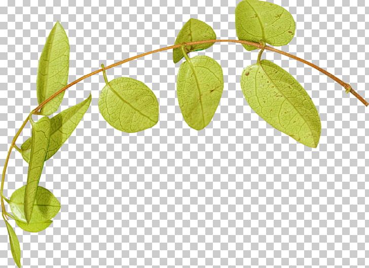 Leaf Plant Stem Flower Vine PNG, Clipart, Branch, Flower, Fruit, Herbaceous Plant, Leaf Free PNG Download