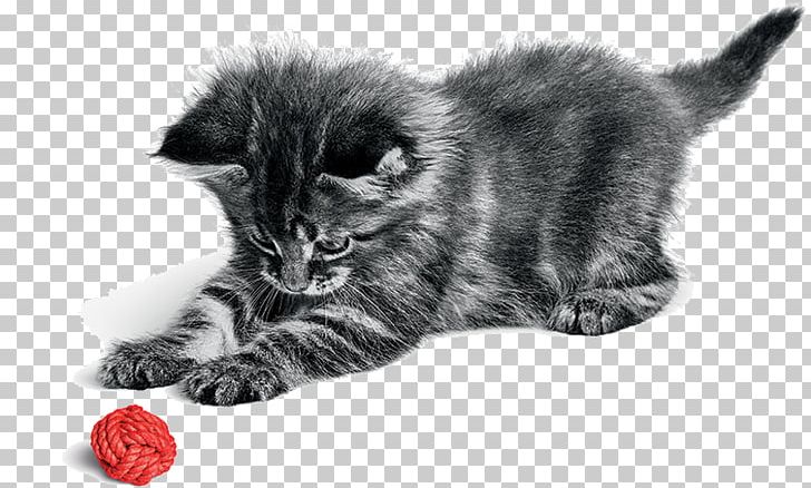 Persian Cat Norwegian Forest Cat Kitten Chartreux Dog PNG, Clipart, Black, Black And White, Black Cat, Breed, Carnivoran Free PNG Download