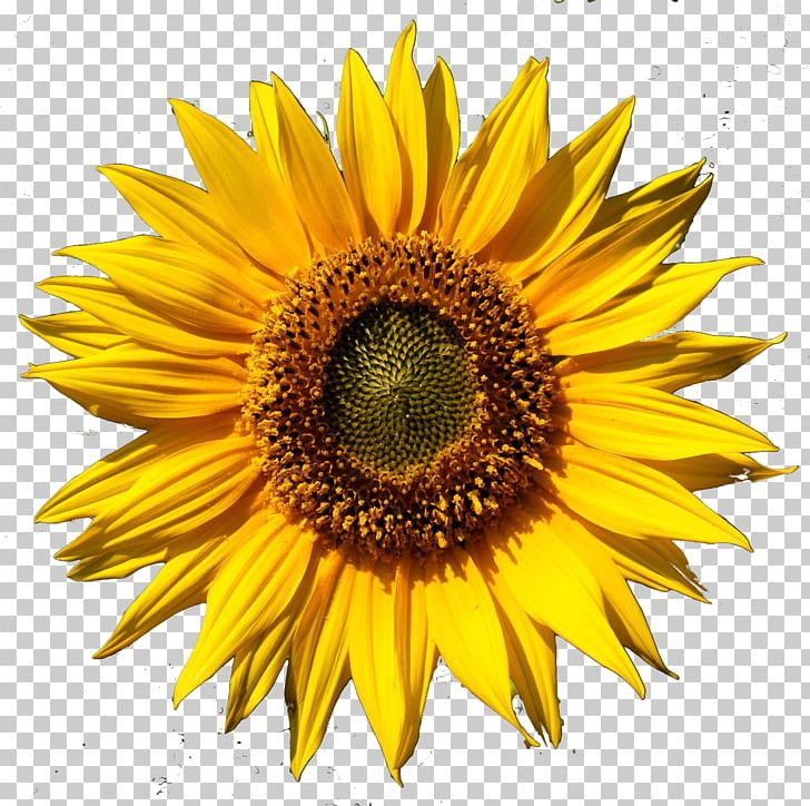 Common Sunflower Daisy Family PNG, Clipart, Annual Plant, Closeup, Common Sunflower, Daisy Family, Desktop Wallpaper Free PNG Download