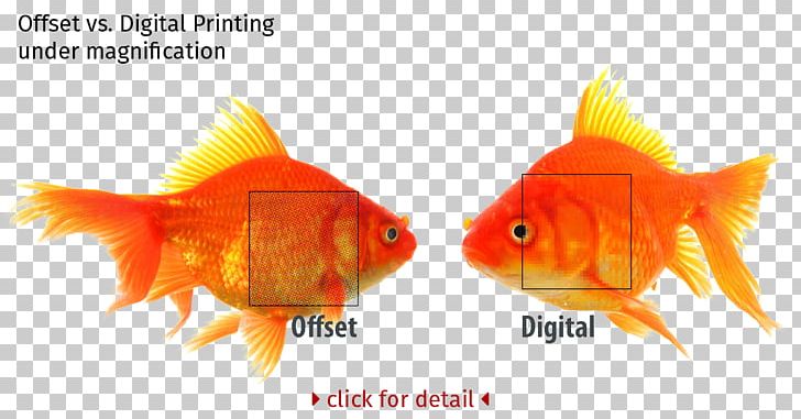 Offset Printing Digital Printing Litho Printing Digital Data PNG, Clipart, Bleed, Bony Fish, Business Cards, Digital Data, Digital Photography Free PNG Download