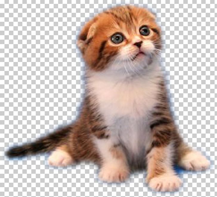 Cat Kitten Puppy PNG, Clipart, American Curl, American Wirehair, Animal, Animals, Asian Free PNG Download