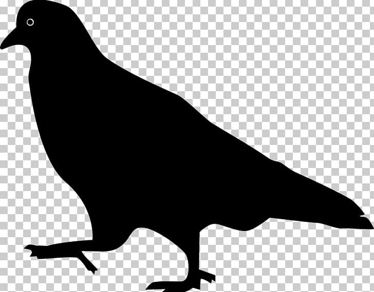 Domestic Pigeon Columbidae Bird Squab PNG, Clipart, Animals, Beak, Bird, Bird Flight, Black And White Free PNG Download