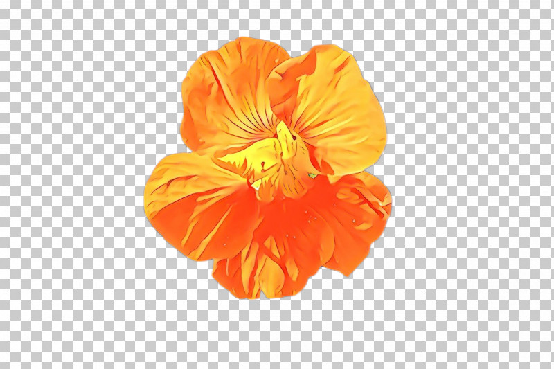 Orange PNG, Clipart, Flower, Hawaiian Hibiscus, Herbaceous Plant, Hibiscus, Mallow Family Free PNG Download