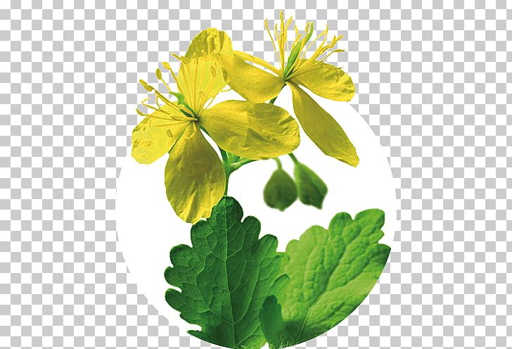 Greater Celandine Iberogast Herb Therapy Medicinal Plants PNG, Clipart, Candytuft, Chelidonium, Digestion, Flower, Flowering Plant Free PNG Download