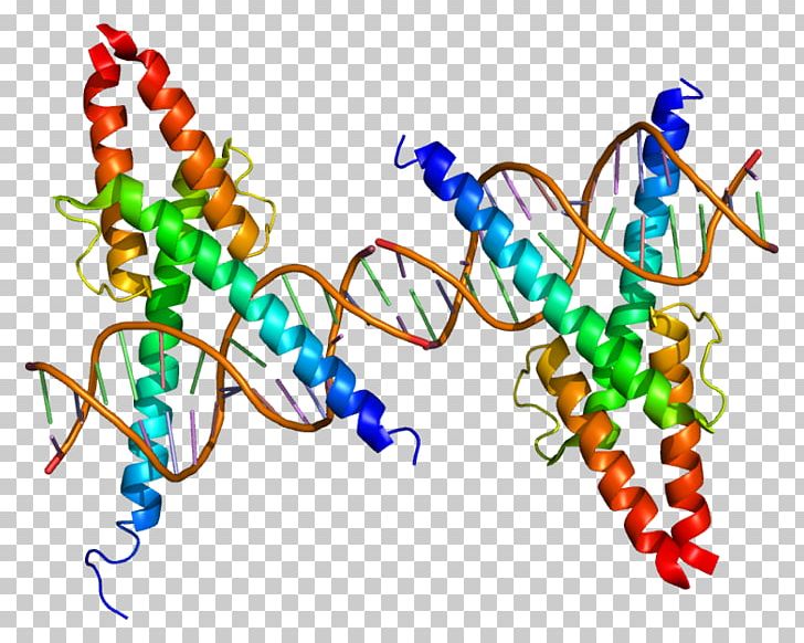 MyoD Protein Myogenesis Transcription Factor Basic Helix-loop-helix PNG, Clipart, Area, Art, Artwork, Basic Helixloophelix, Cell Free PNG Download