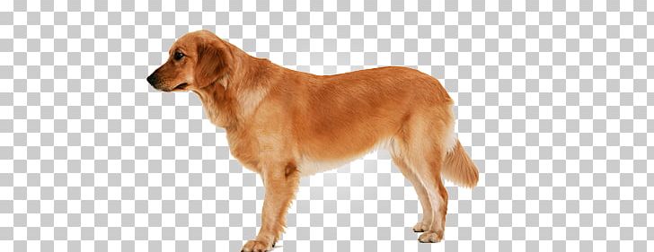 Dogs PNG, Clipart, Dogs Free PNG Download