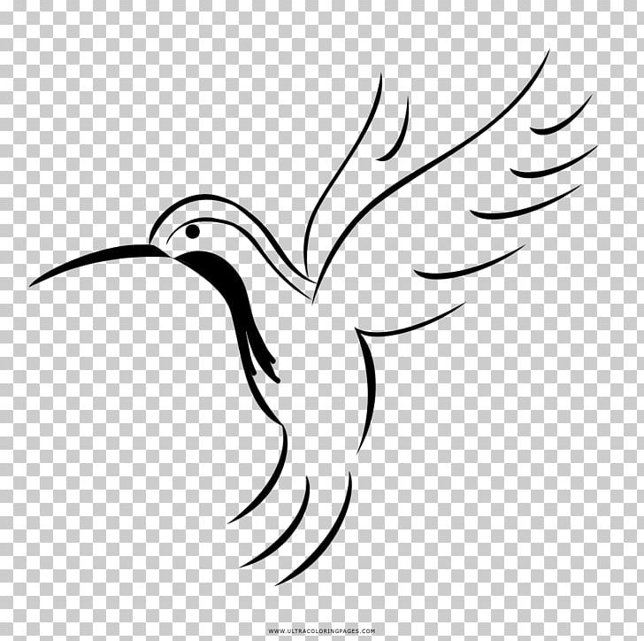 Hummingbird Beak Coloring Book Violetear Drawing PNG, Clipart, Animals, Artwork, Ausmalbild, Beak, Bird Free PNG Download