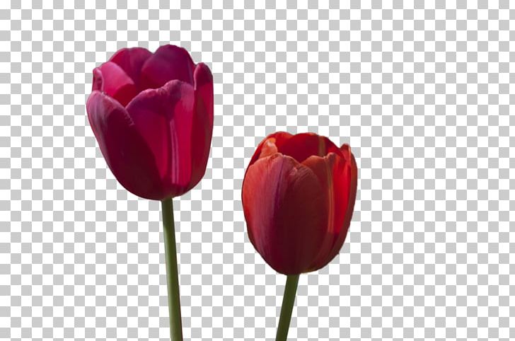 Tulip Flower Red PNG, Clipart, Color, Cut Flowers, Flower, Flowering Plant, Flowers Free PNG Download