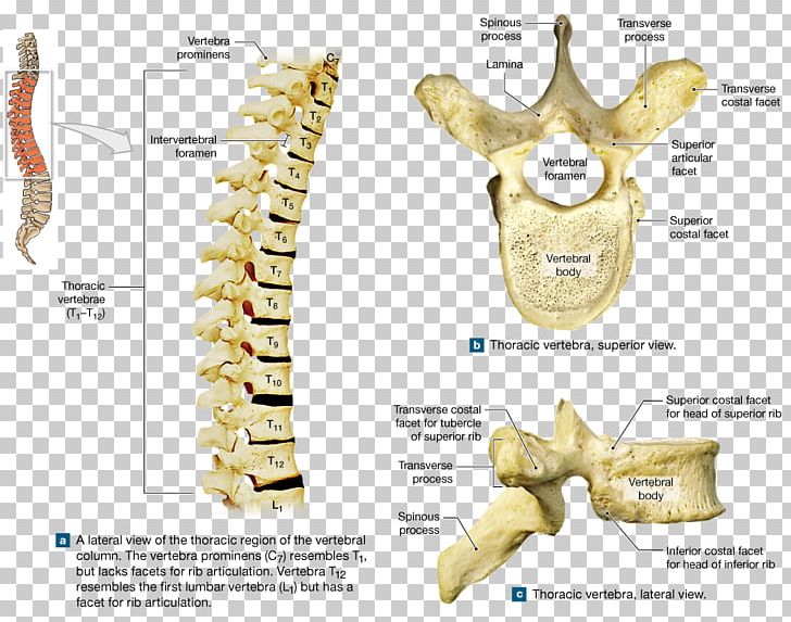 Bone Thoracic Vertebrae Sacrum Vertebral Column Coccyx PNG, Clipart, Anatomy, Bone, Cervical Vertebrae, Coccyx, Forearm Free PNG Download