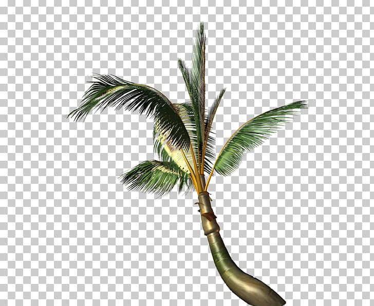 Coconut Arecaceae Painting Tree PNG, Clipart, Arecaceae, Arecales, Coconut, Fruit Nut, Painting Free PNG Download