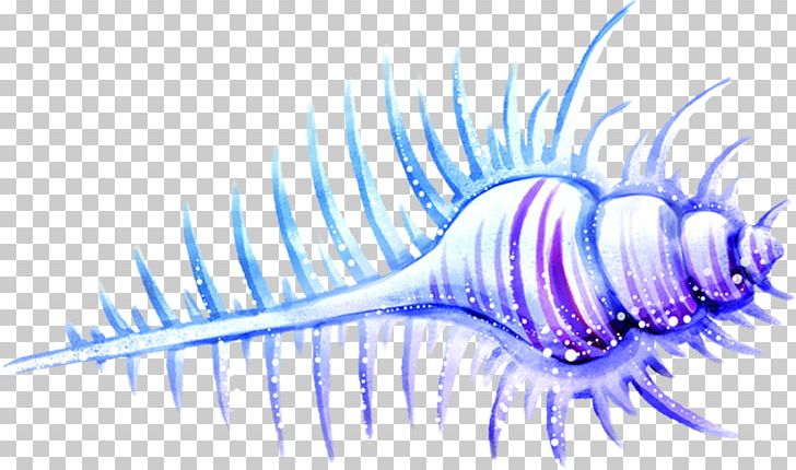 Conch Sea Snail PNG, Clipart, Balloon Cartoon, Beautiful, Beautiful Conch, Blue, Blue Background Free PNG Download