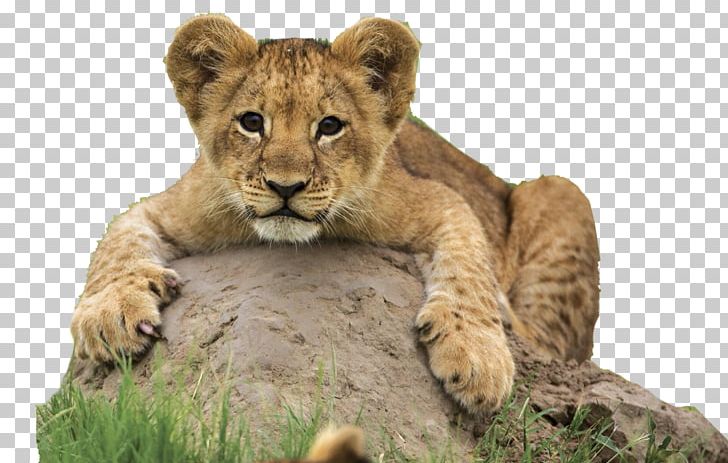 Desktop Cheetah Lion Animal High-definition Video PNG, Clipart, 169, Big Cats, Carnivoran, Cat Like Mammal, Computer Free PNG Download