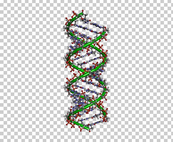 DNA Molecule Cell Nucleus Genetics PNG, Clipart, Amino Acid, Art, Body Jewelry, Cell, Cell Nucleus Free PNG Download