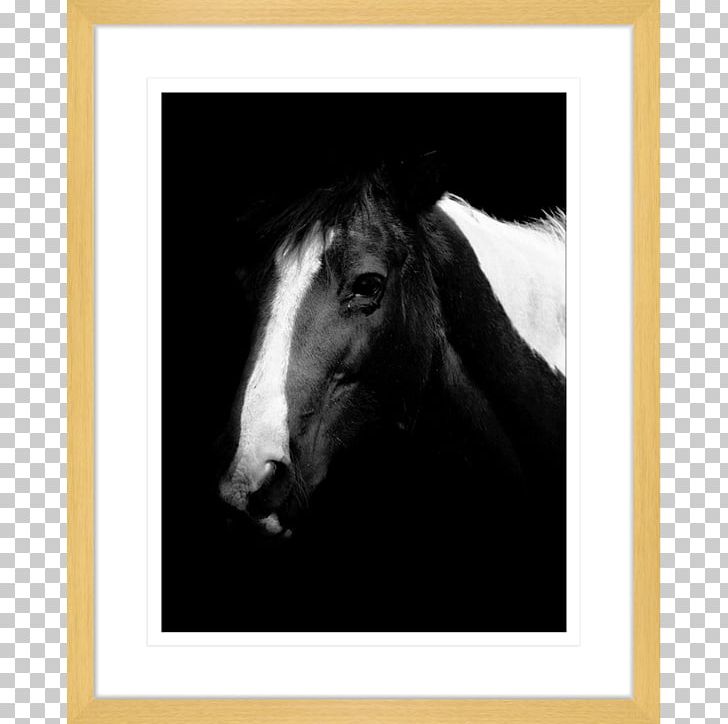 Horse Photography Stallion Frames Bridle PNG, Clipart, Animals, Art, Black And White, Bridle, Child Free PNG Download