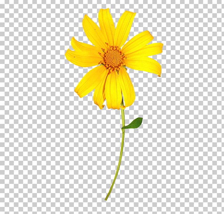 Yellow Flower Chrysanthemum Indicum PNG, Clipart, Calendula, Daisy Family, Digital Image, Flower, Oxeye Daisy Free PNG Download