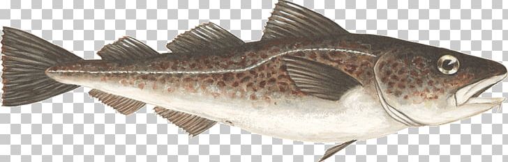Atlantic Cod Fish Largemouth Bass PNG, Clipart, Animal Figure, Atlantic Cod, Bass, Bony Fish, Chum Salmon Free PNG Download