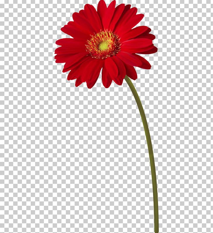 Flower Plant Stem Transvaal Daisy PNG, Clipart, Annual Plant, Chrysanthemum, Color, Cut Flowers, Dahlia Free PNG Download