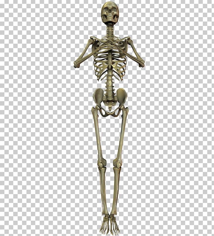 Human Skeleton Bone Skull PNG, Clipart, 3d Computer Graphics, Anatomy, Axial Skeleton, Bone, Brass Free PNG Download
