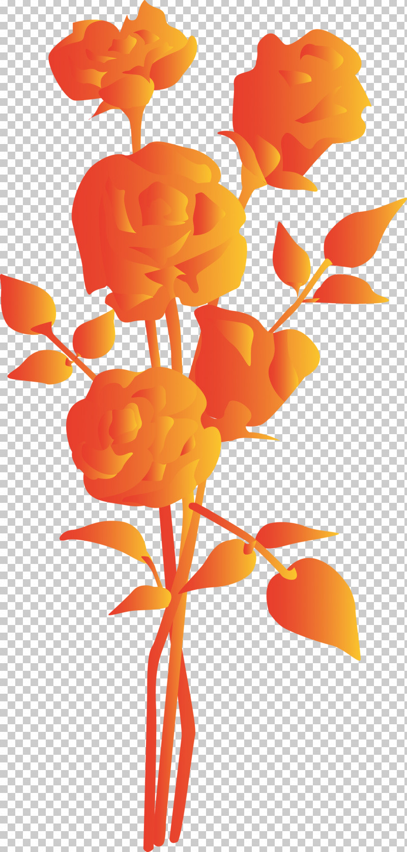 Orange PNG, Clipart, Cut Flowers, Flower, Orange, Pedicel, Petal Free PNG Download