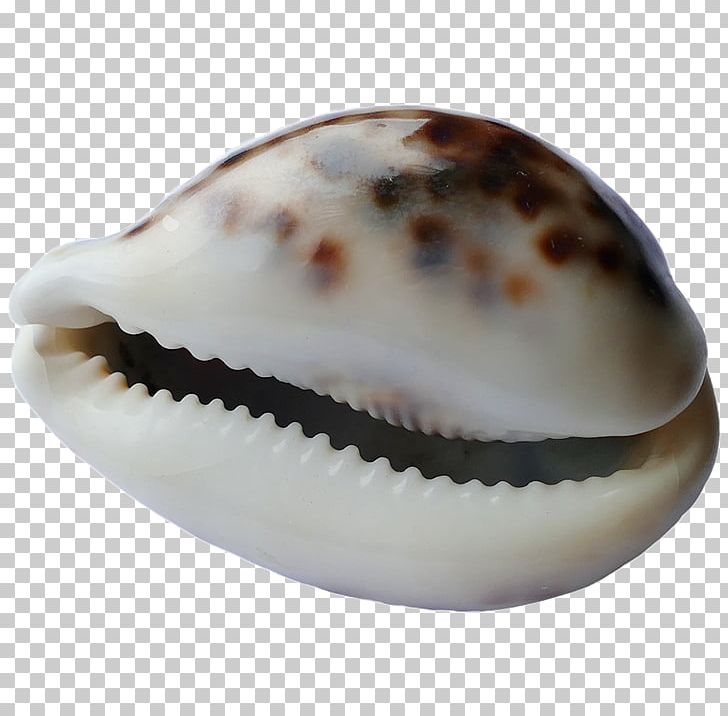 Cockle Spiaggia Del Conte Seashell Conchology PNG, Clipart, Animals, Beach, Bivalvia, Clam, Clams Oysters Mussels And Scallops Free PNG Download